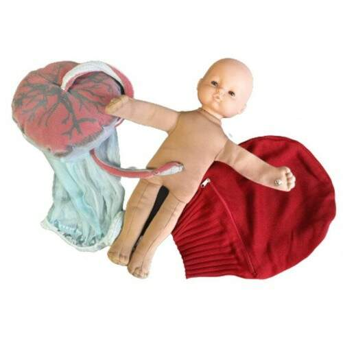 kit bebê - placenta - cordão umbilical - bolsa amnniotica - utrero.4